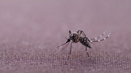 Découvrez les plantes efficaces contre les moustiques