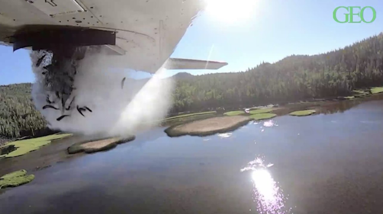 Aux Etats-Unis, des poissons sont largués depuis des avions pour repeupler des lacs