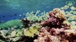 Les déjections des poissons mangeurs de coraux sont essentielles à la santé des récifs