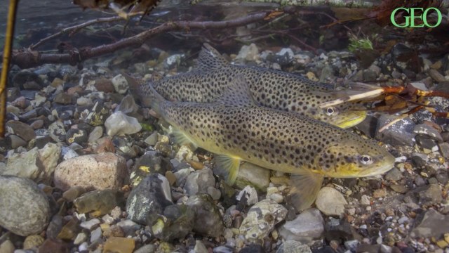 Les truites communes deviendraient addict à la méthamphétamine relâchée illégalement dans les cours d’eau