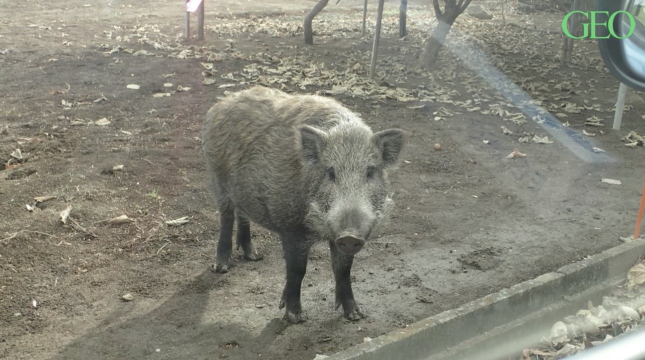 Dans les zones abandonnées de Fukushima, les sangliers prospèrent et s'accouplent avec des cochons