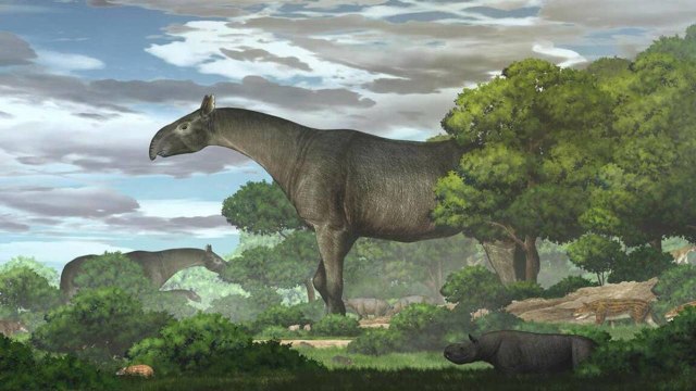En Chine les fossiles de rhinocéros plus grands qu'une girafe découverts