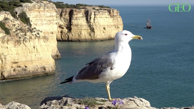Les goélands seraient capables de se souvenir de l'heure du goûter