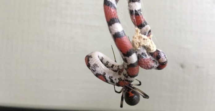 Selon une étude publiée en juin 2021, certaines espèces d’araignées attaquent et mangent des serpents, y compris ceux qui sont venimeux