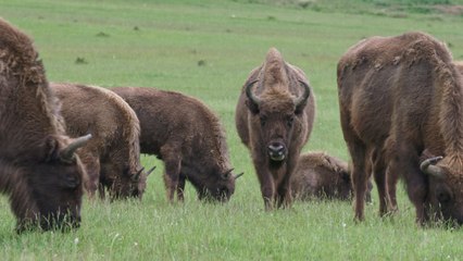 Bande-annonce de la série Démocraties animales réalisée par Emma Baus