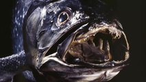 Selon une étude publiée en juin 2021, le cœlacanthe, un poisson des abysses, pourrait finalement vivre 100 ans.