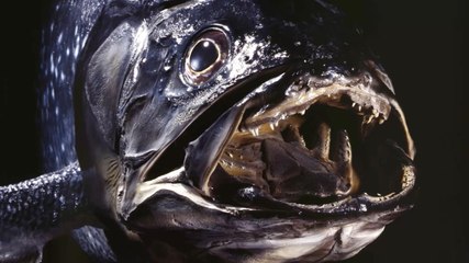 Selon une étude publiée en juin 2021, le cœlacanthe, un poisson des abysses, pourrait finalement vivre 100 ans.