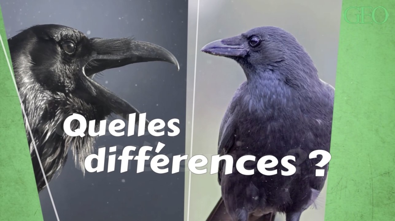 Quelle est la différence entre un corbeau et une corneille ?