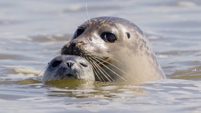 750 euros d'amende pour ceux qui dérangent les phoques en Baie de Somme