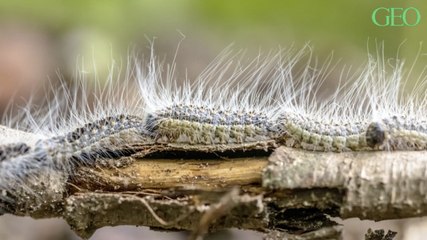 Tout ce qu'il faut savoir sur les chenilles processionnaires