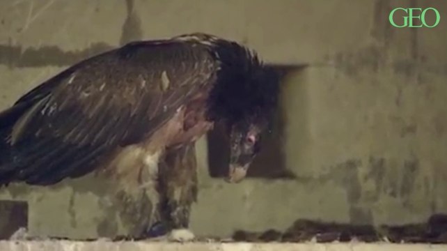 En Autriche, des vétérinaires ont conçu une prothèse intégrée pour un vautour amputé de l'extrémité de sa patte droite