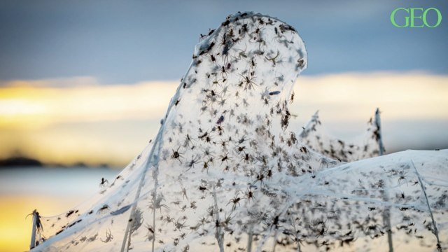 En Australie, d'immenses toiles d'araignées envahissent une région après des inondations