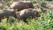 Chine : ces éléphants sauvages sèment la pagaille après avoir quitté leur réserve