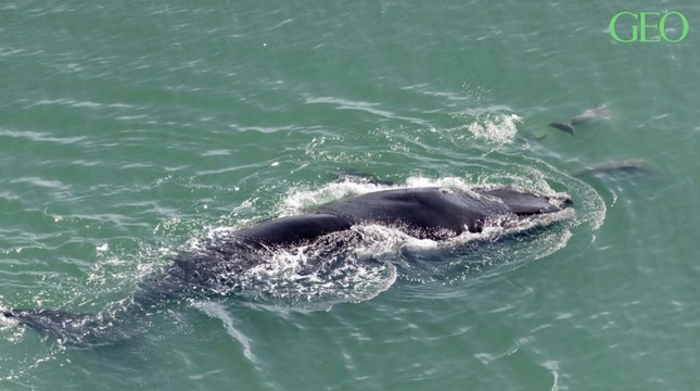 Selon une étude, les baleines franches de l'Atlantique nord sont bien plus petites qu'il y a 30 ans