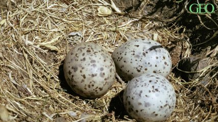En France, plusieurs villes stérilisent les oeufs des goélands afin de réguler leur population