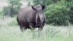 Afin de protéger les rhinocéros du braconnage, des scientifiques ont eu l’idée d’utiliser la physique nucléaire
