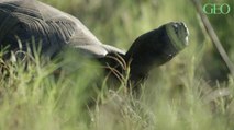 En Equateur, un policier a été condamné à 3 ans de prison pour trafic de tortues des Galápagos