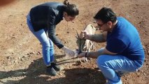 Ormanlık alanda yaralı bulunan dağ keçisi tedaviye alındı