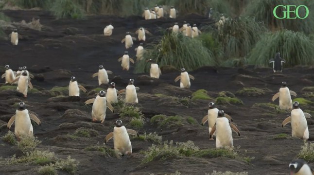 Des scientifiques ont estimé la population d’oiseaux sauvages existant à travers le monde