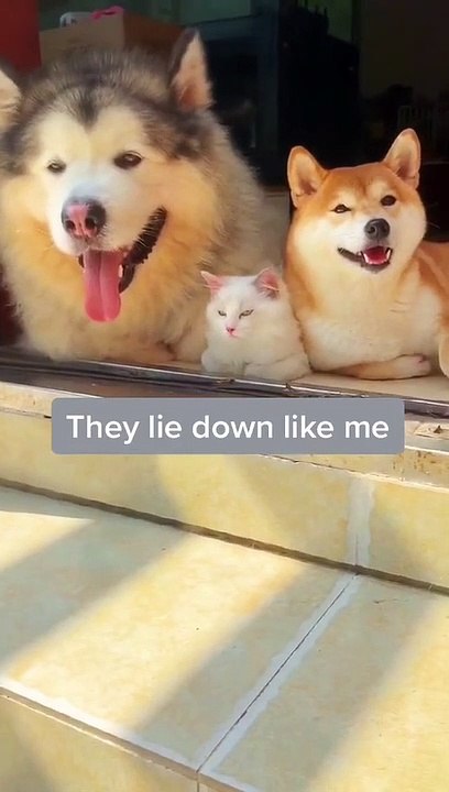 be a dog