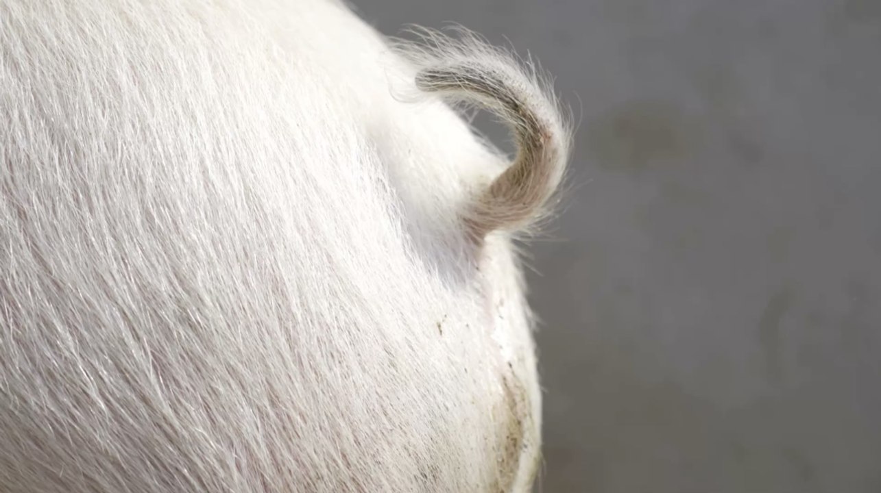 Selon une étude japonaise, les mammifères seraient capables d'absorber de l'oxygène avec leur anus en cas de détresse respiratoire