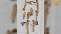 Archéologie : de mystérieux os de singes découverts dans un château anglais
