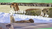Quelles différences entre le lama, l'alpaga, le guanaco et la vigogne ?
