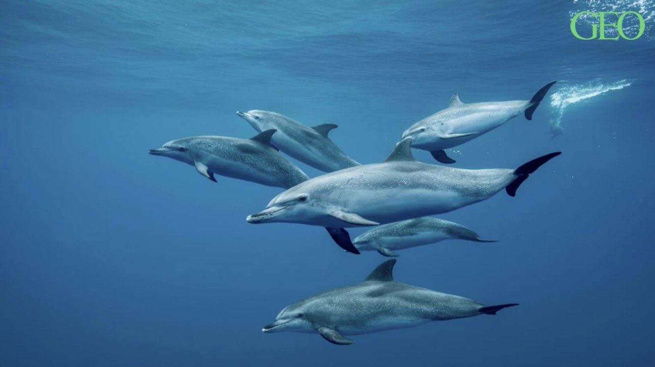 Dauphins : ils sont capables de mémoriser le sifflement de leurs congénères pour s'entraider