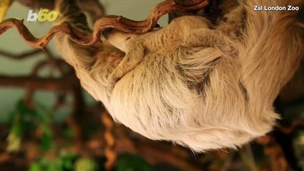 Adorable Baby Sloth ‘Surprised Zookeepers’ After Uncharacteristically Speedy Birth