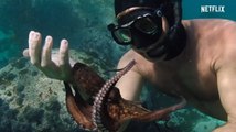 La Sagesse de la pieuvre, le documentaire oscarisé de Netflix