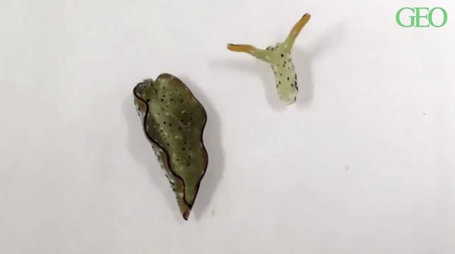 Ces limaces de mer s'auto-décapitent et régénèrent l’intégralité de leur corps