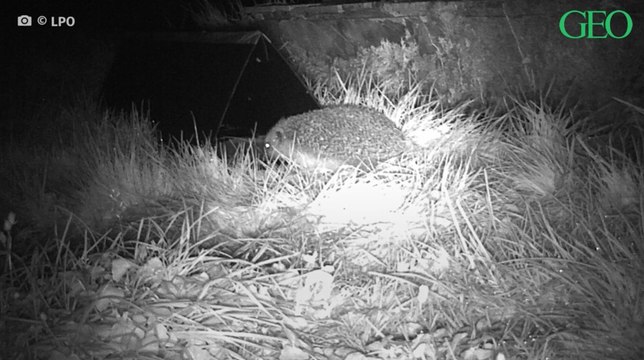 Mission hérisson : contribuez à la protection de ces petits mammifères depuis votre jardin