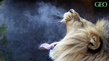 Lions : pourquoi bâillent-ils si souvent ?