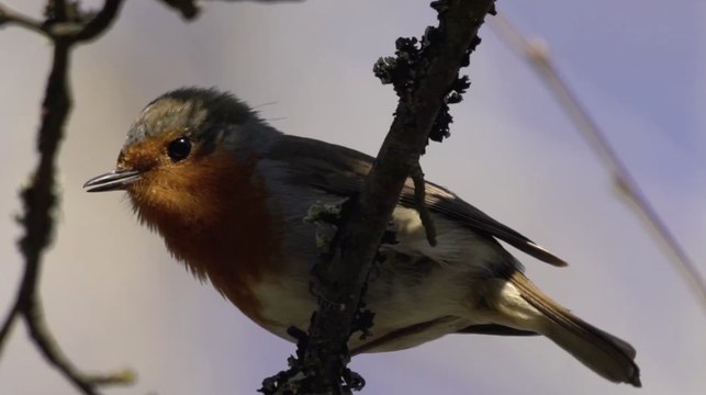 Le nombre d'espèces d'oiseaux qui nous entourent pourrait jouer un rôle positif sur notre joie de vivre