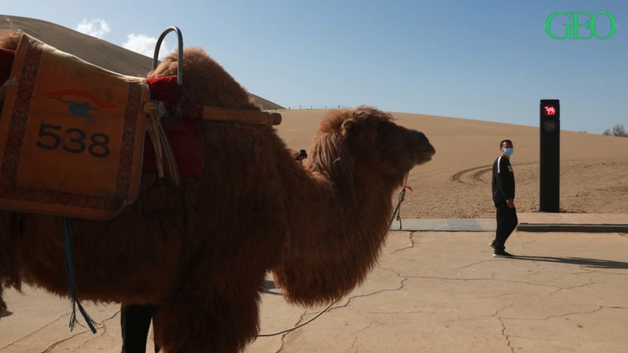 Chine : inauguration du premier feu de signalisation... pour chameaux