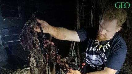 Environnement : aux Philippines, une baleine retrouvée morte avec 40 kilos de plastique dans son estomac