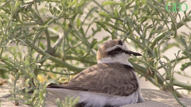 Pour protéger les oiseaux, deux îles bretonnes seront fermées au public durant l’été 2021