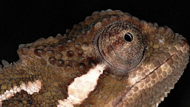 Des chercheurs ont identifié une nouvelle espèce de caméléon en Ethiopie