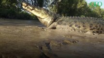 Environnement : quelles sont les différences entre les crocodiles, les alligators et les caïmans ?