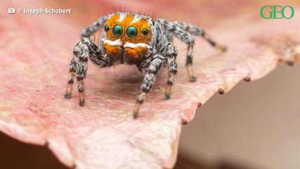 Cette nouvelle espèce d'araignée a été baptisée Nemo en référence au célèbre film Disney
