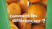 Quelles sont les différences entre une mandarine et une clémentine ?