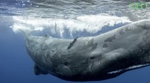 Les cachalots ont appris au XIXe siècle à échapper aux chasseurs de baleine