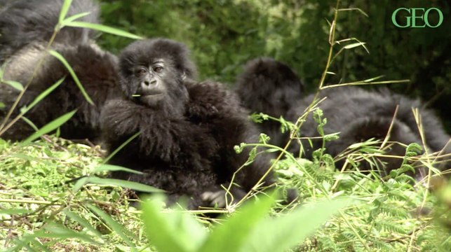 Les gorilles soutiennent les jeunes de leur groupe qui perdent leur mère