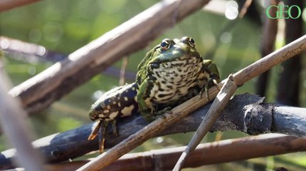 Quelle est la différence entre une grenouille et un crapaud ?