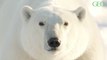 5 infos sur l'ours polaire, le seigneur de la banquise