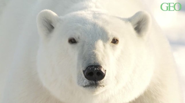 5 infos sur l'ours polaire, le seigneur de la banquise