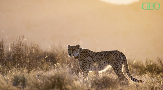 Nés en captivité, deux guépards retrouvent la liberté dans une réserve d'Afrique du Sud