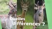 Comment différencier les cerfs, les chevreuils et les daims ?