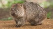 Australie : des dizaines d'animaux sauvés de la sécheresse par... des wombats !