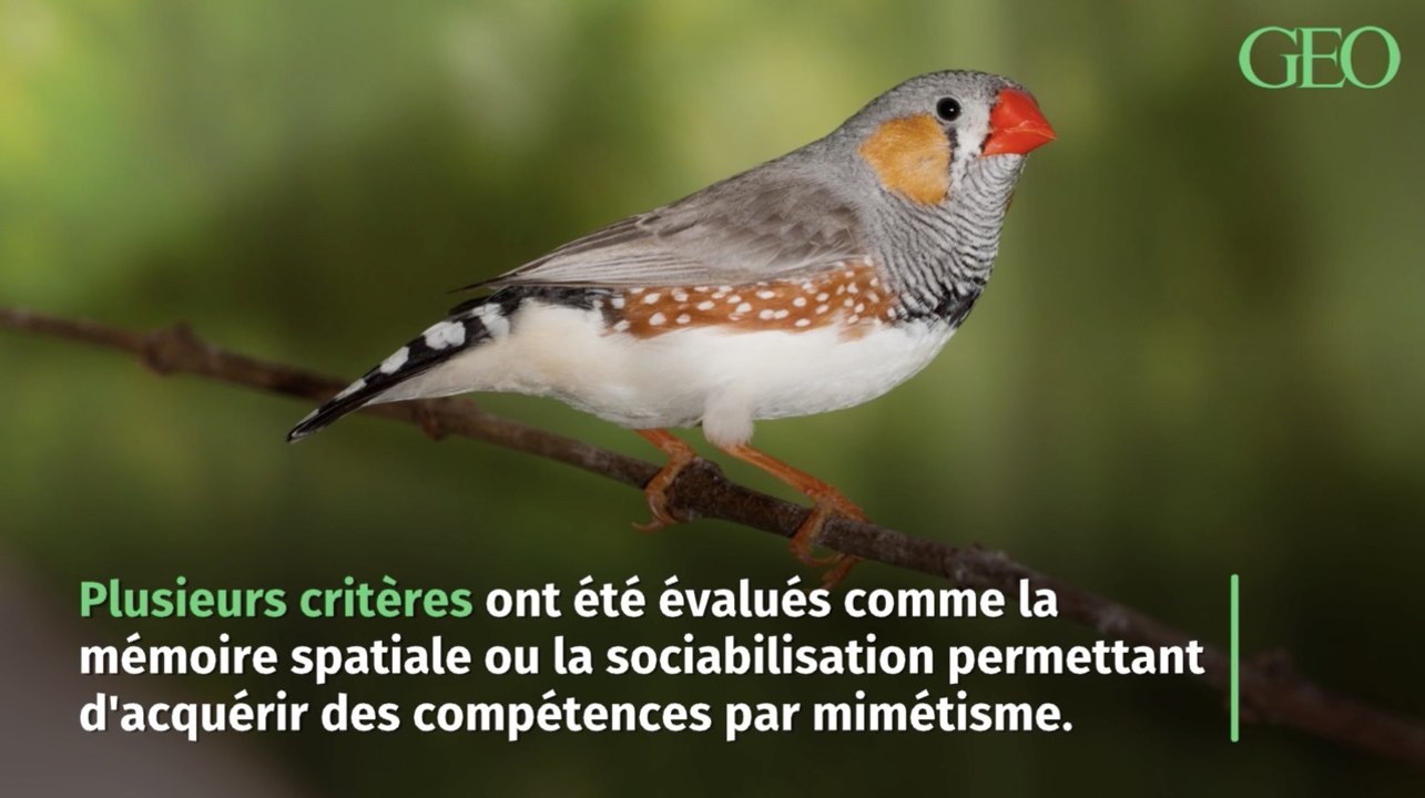 Le bruit des voitures perturbe le comportement des oiseaux